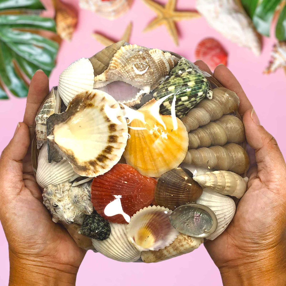 Mixed Sea Shell in a Native Basket | 6 Inches