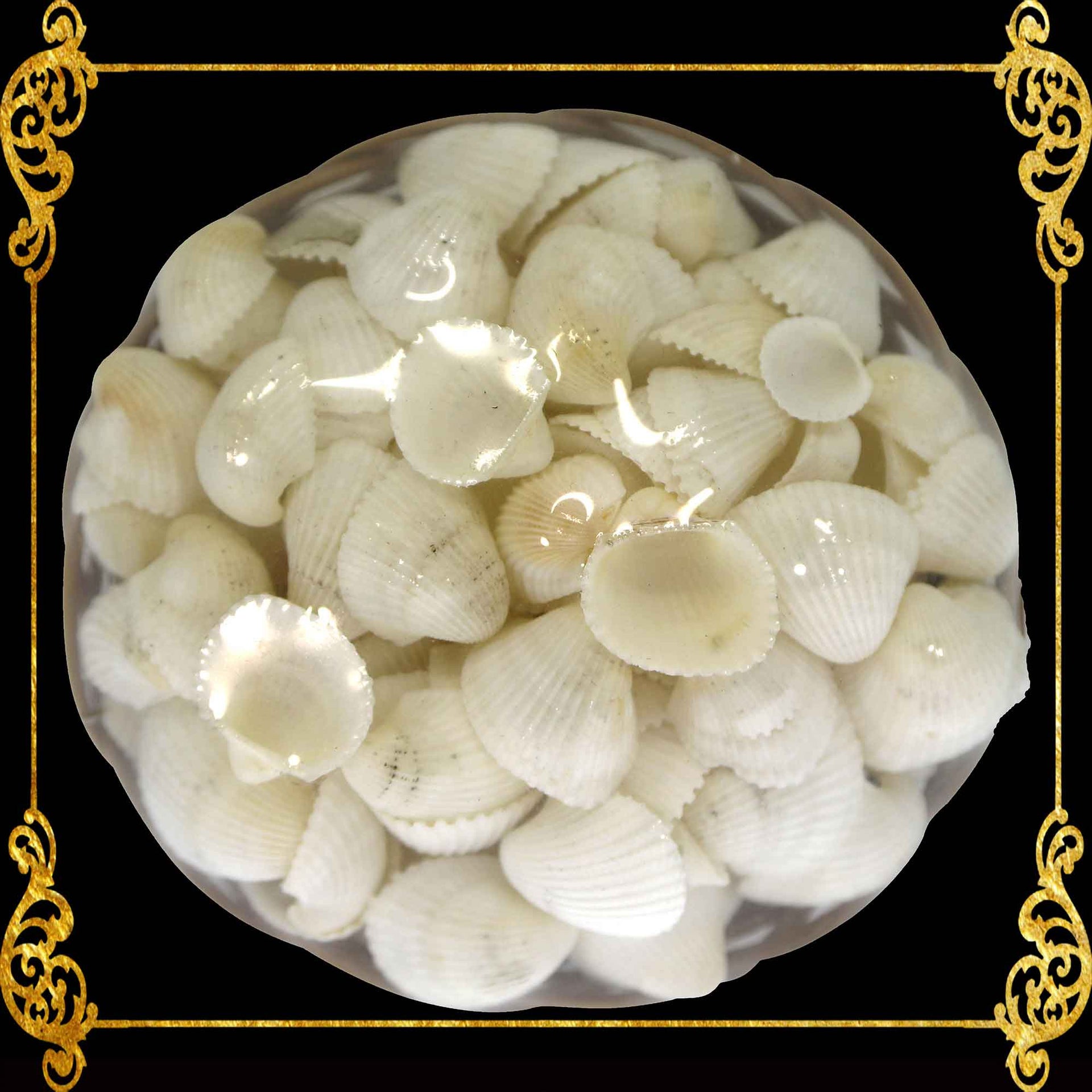 Mixed Sea Shell in a Wooden Basket | 4 Inches | Clamrose