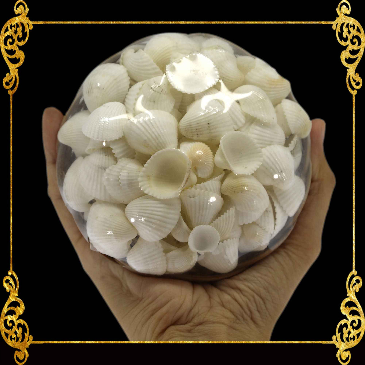 Mixed Sea Shell in a Wooden Basket | 4 Inches | Clamrose