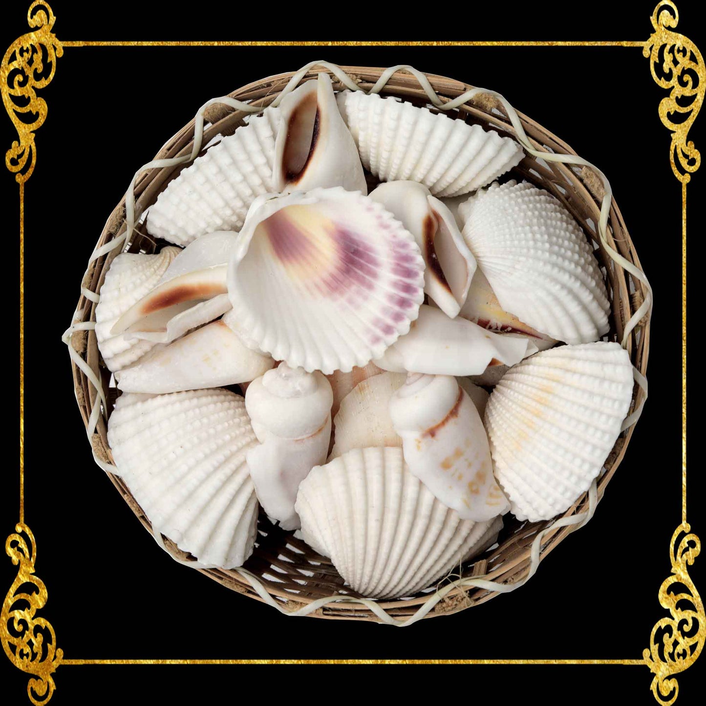 Mixed Sea Shell in a Wooden Basket | 5 Inches | White Clams and Conch