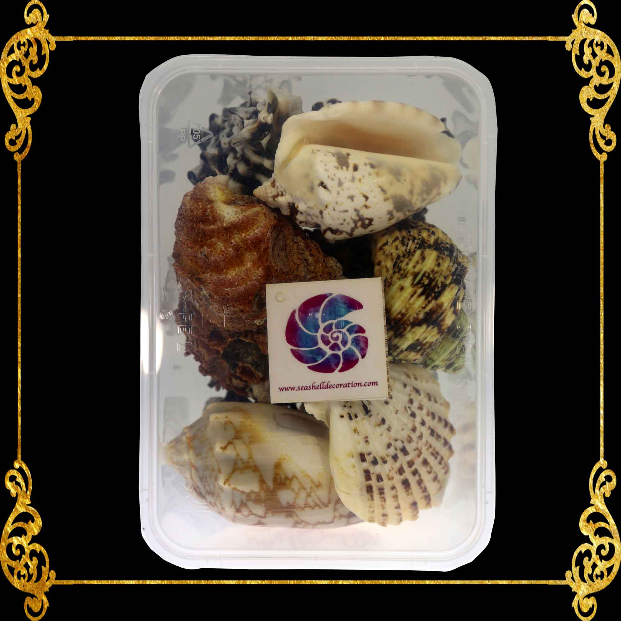 Seashell Pack in Plastic Box | Aquarium Pack | 550 Grams – Seashell ...