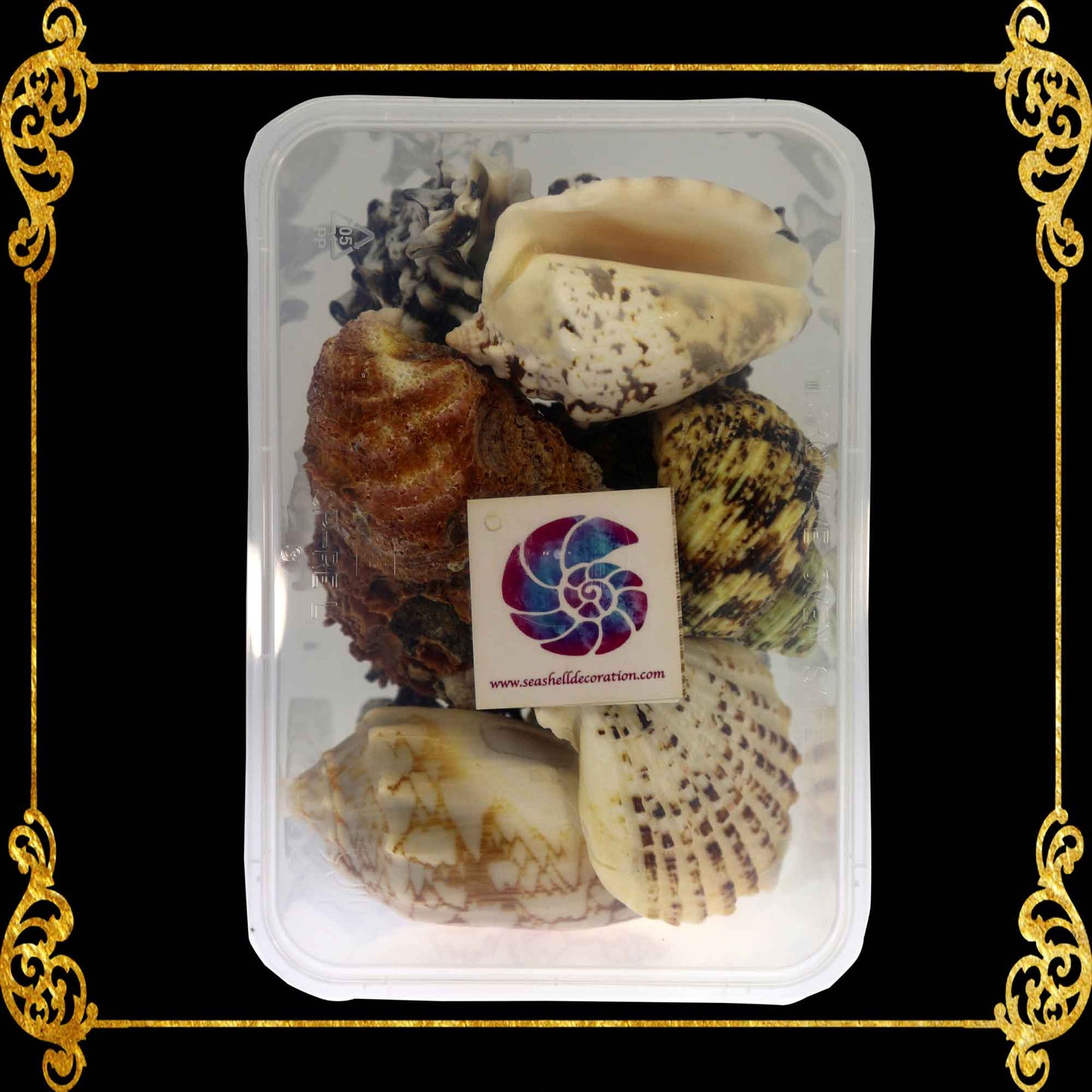 Seashell Pack in Plastic Box | Aquarium Pack | 550 Grams