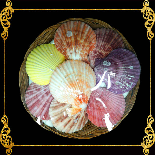 Seashell Pack | Pecten Nobilis & White Clams | 8 Inches