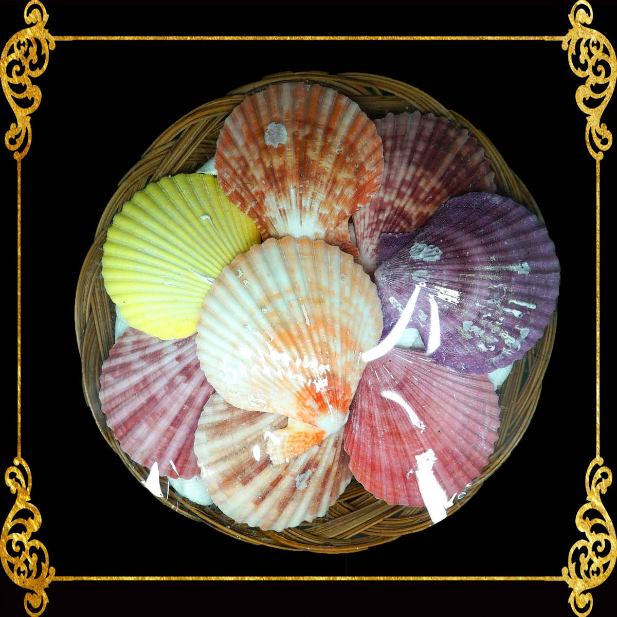 Seashell Pack | Pecten Nobilis & White Clams | 8 Inches