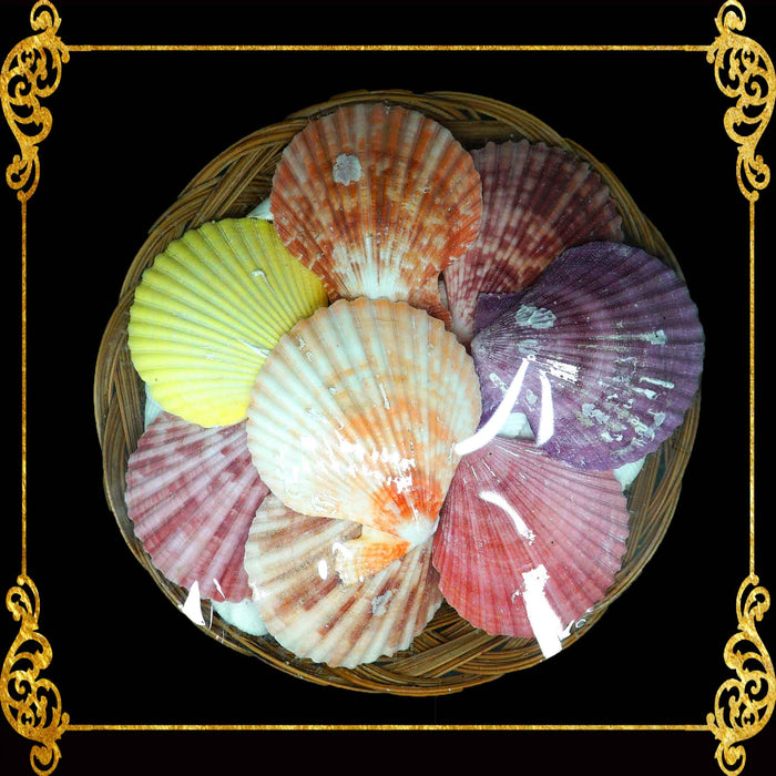Seashell Pack | Pecten Nobilis & White Clams | 8 Inches