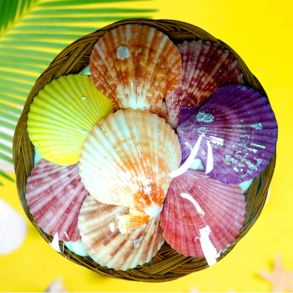 Seashell Pack | Pecten Nobilis & White Clams | 8 Inches