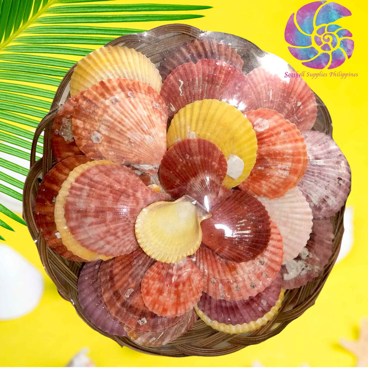 Beach Colorful Clams Seashells | Shell Crafts | Aquarium Decor |11 Inches