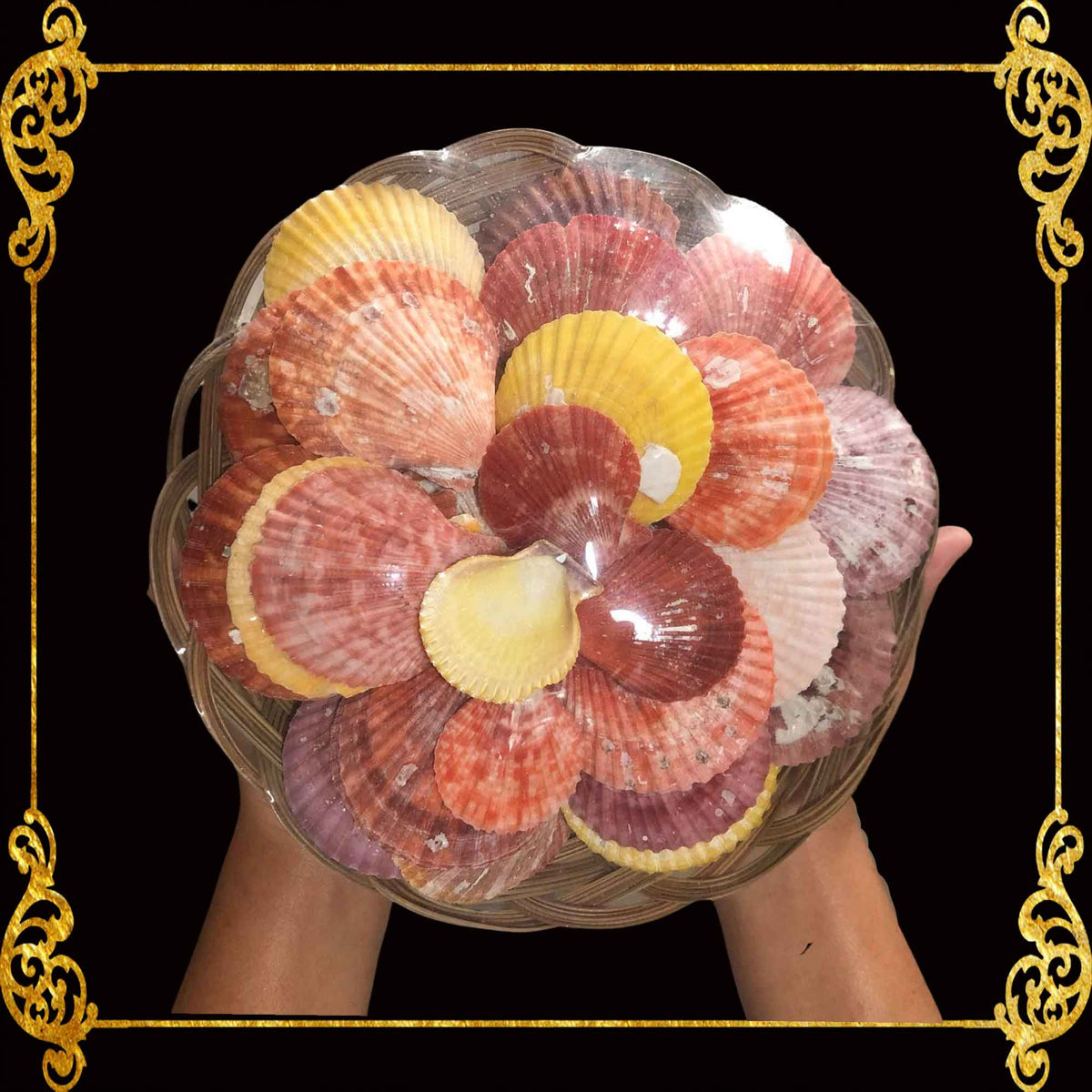 Beach Colorful Clams Seashells | Shell Crafts | Aquarium Decor |11 Inches