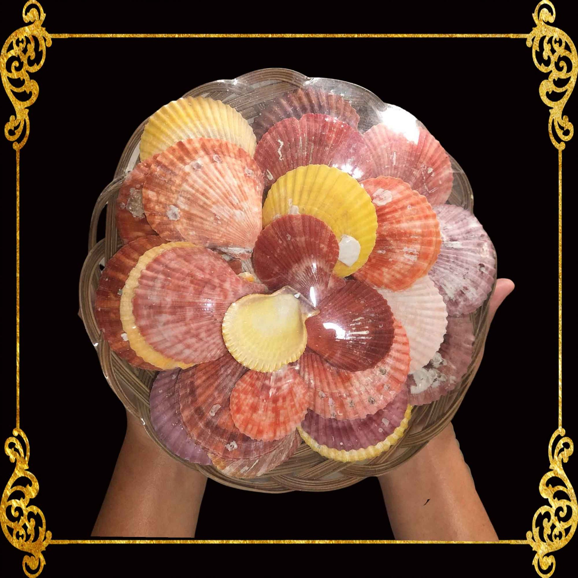 Beach Colorful Clams Seashells | Shell Crafts | Aquarium Decor |11 Inches