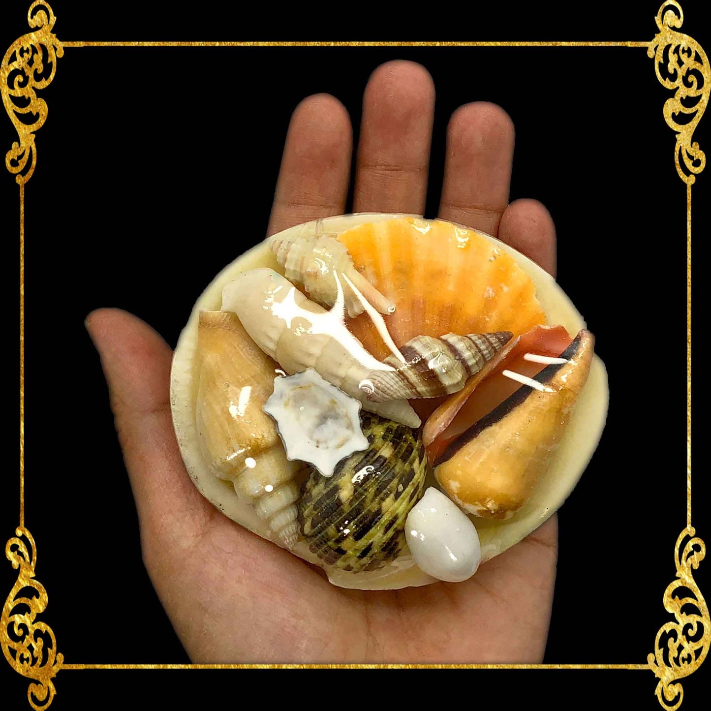 Beach Mixed Sea Shells in Codakia Shells | Shell Crafts | Aquarium Decor | 4 Inches