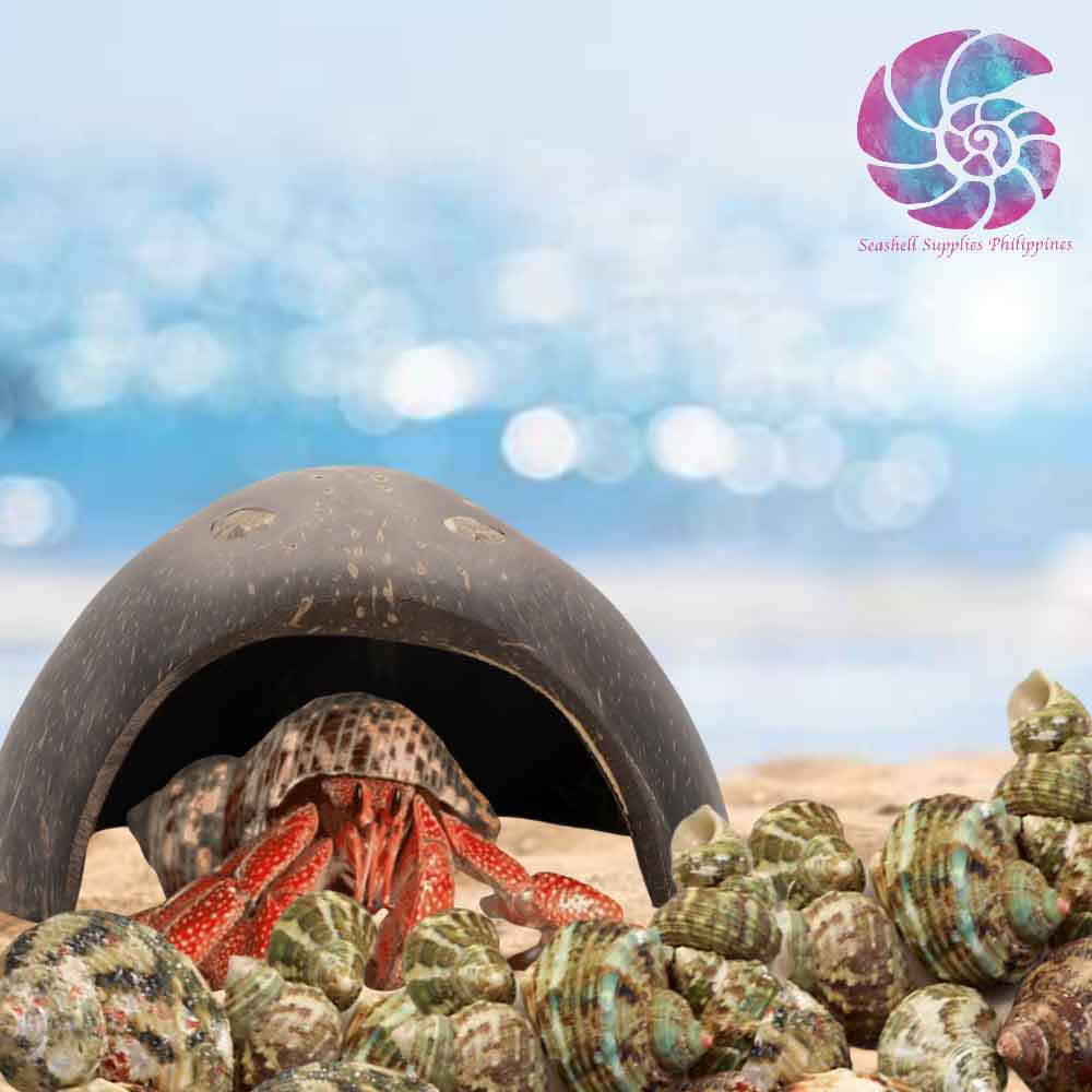 Hermit Crab Hut with FREE 20 Pieces Turbo Seashells