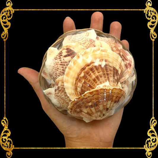 Beach Mixed Macarense Clams Seashells | Shell Crafts | Aquarium Decor | 4 Inches