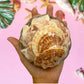 Beach Mixed Macarense Clams Seashells | Shell Crafts | Aquarium Decor | 4 Inches