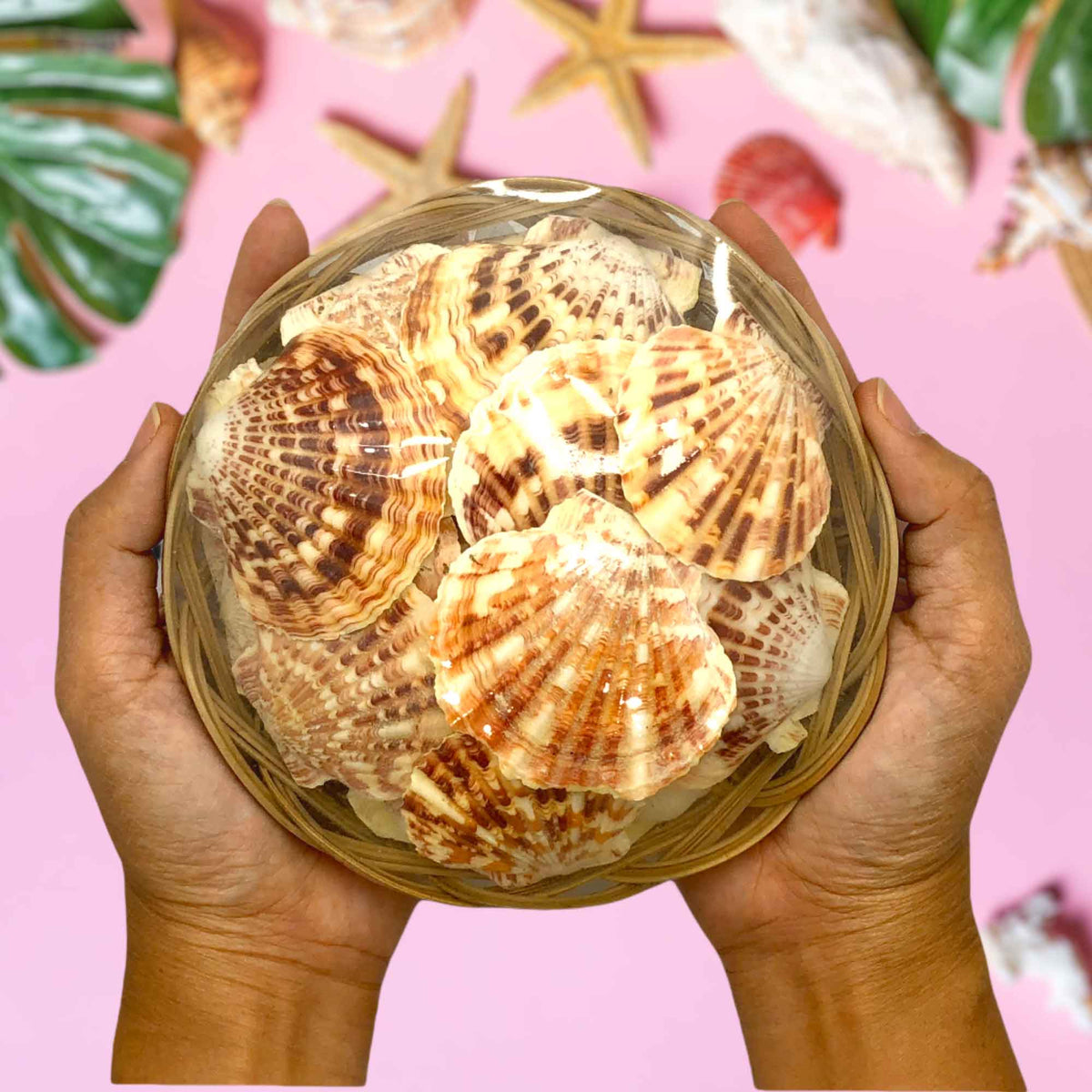 Beach Mixed Macarense Clams Sea Shells | Shell Crafts | Aquarium Decor | 6 Inches