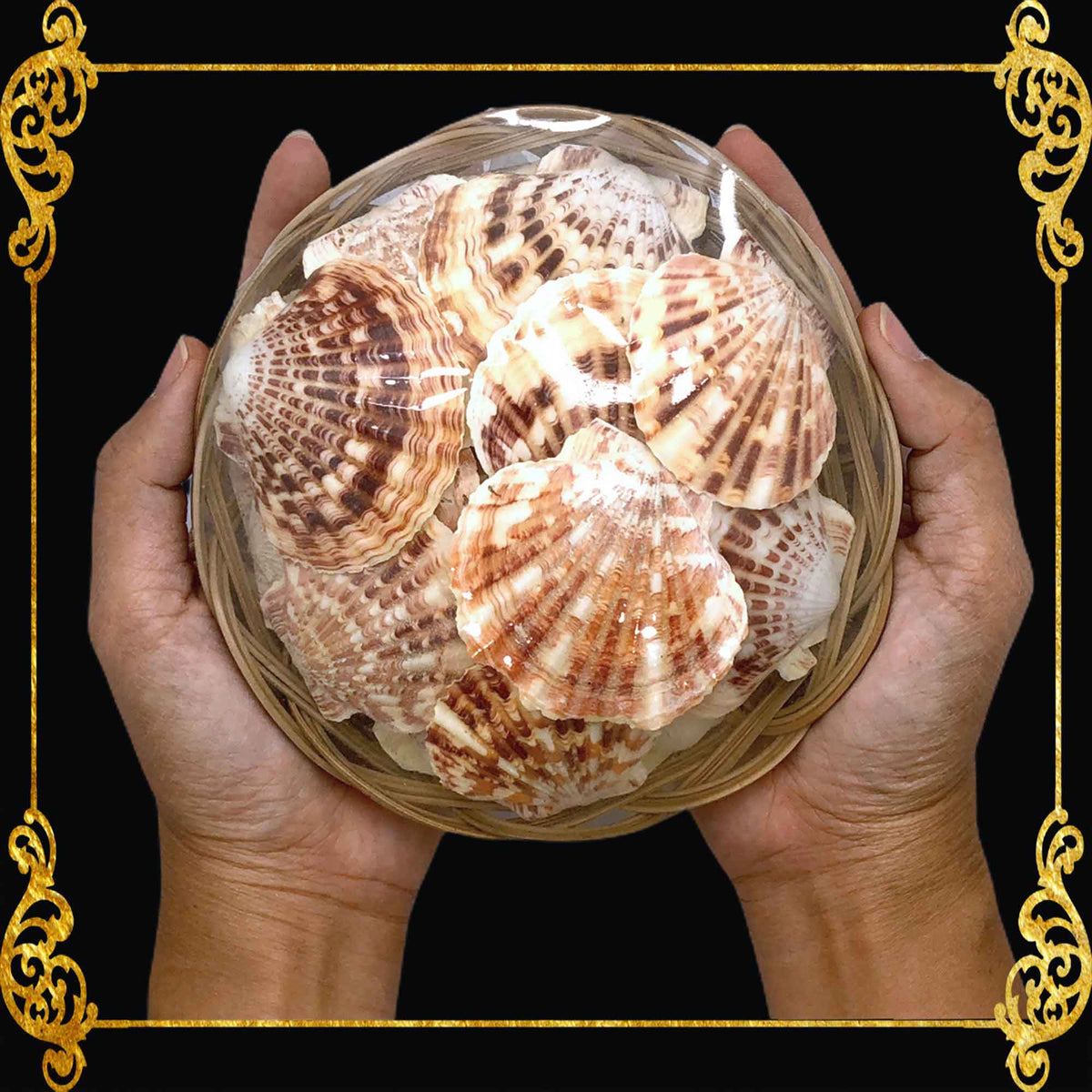 Beach Mixed Macarense Clams Sea Shells | Shell Crafts | Aquarium Decor | 6 Inches