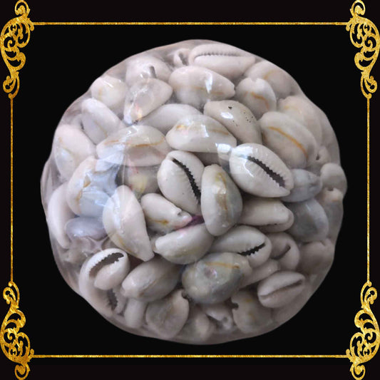 Beach Mixed Cyprea Sigay Sea Shells | Shell Crafts | Aquarium Decor | 4 Inches (Grayish)