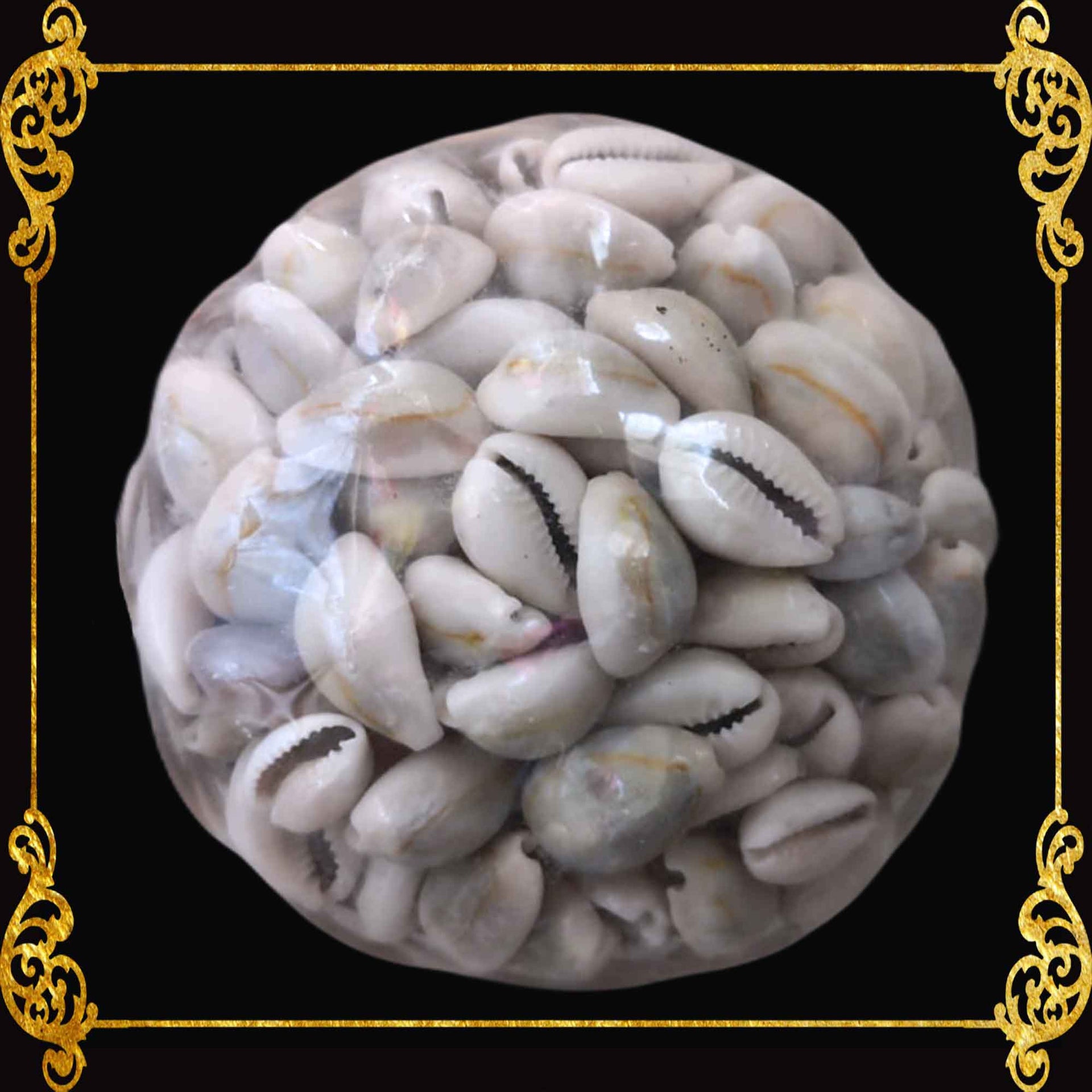 Beach Mixed Cyprea Sigay Sea Shells | Shell Crafts | Aquarium Decor | 4 Inches (Grayish)