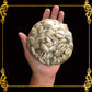 Beach Mixed Cyprea Sigay Sea Shells | Shell Crafts | Aquarium Decor | 4 Inches (Grayish)
