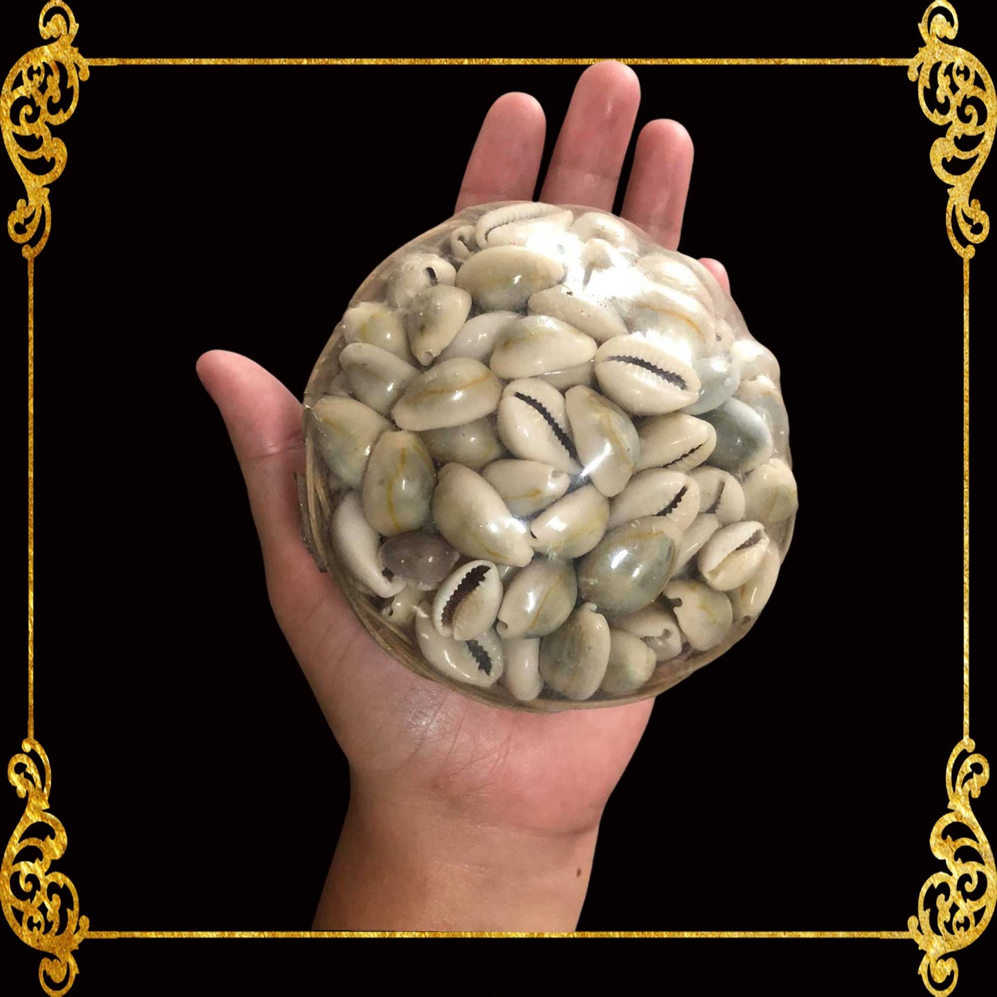 Beach Mixed Cyprea Sigay Sea Shells | Shell Crafts | Aquarium Decor | 4 Inches (Grayish)
