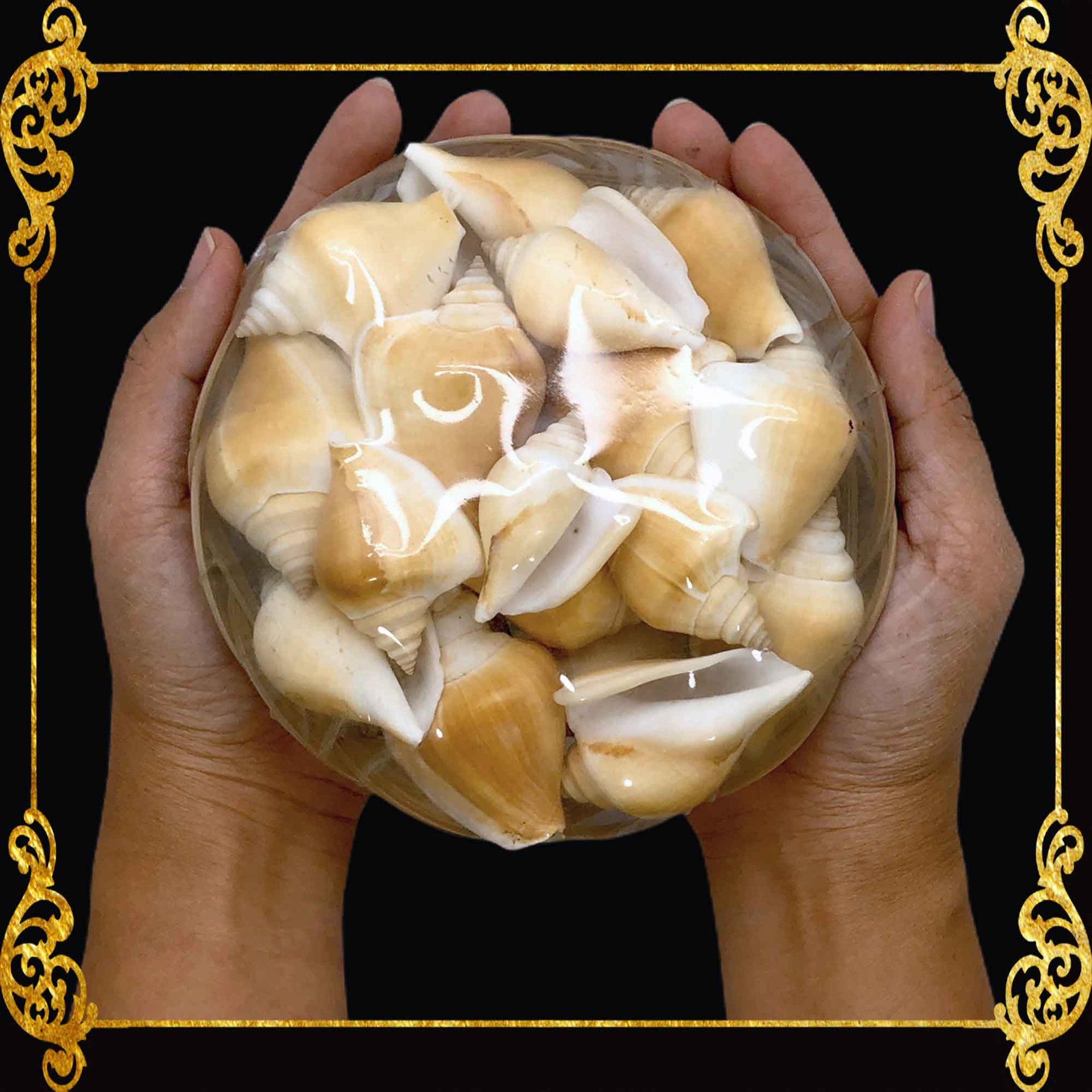 Beach Mixed Strombus Canarium Sea Shells | Shell Crafts | Aquarium Decor | 6 Inches