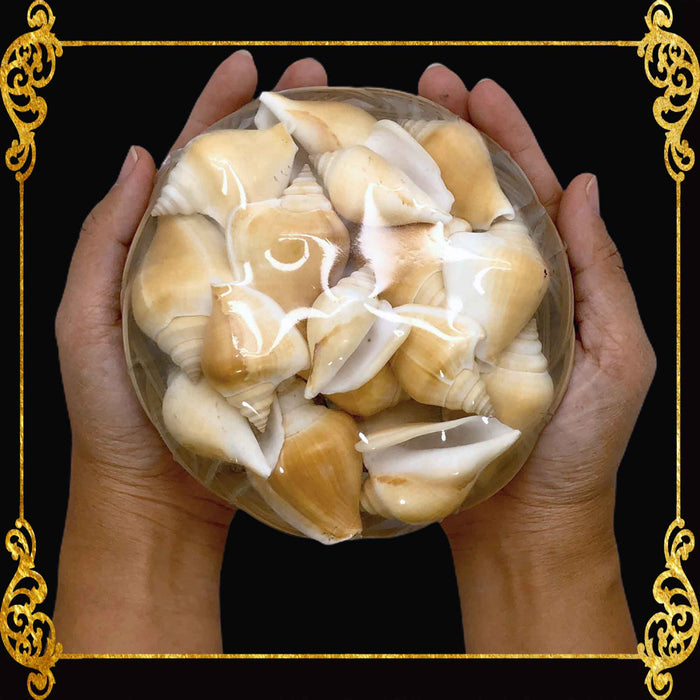 Beach Mixed Strombus Canarium Sea Shells | Shell Crafts | Aquarium Decor | 6 Inches
