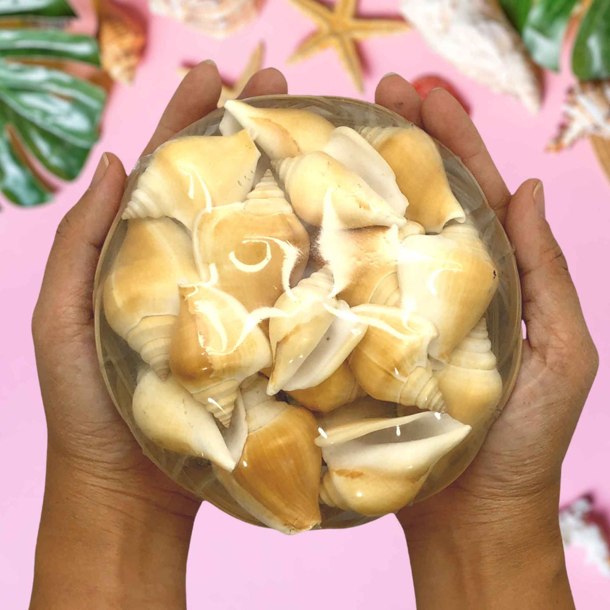 Beach Mixed Strombus Canarium Sea Shells | Shell Crafts | Aquarium Decor | 6 Inches