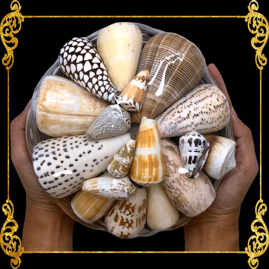 Beach Mixed Cones Seashells | Shell Crafts | Aquarium Decor | 8 Inches