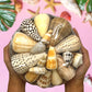 Beach Mixed Cones Seashells | Shell Crafts | Aquarium Decor | 8 Inches