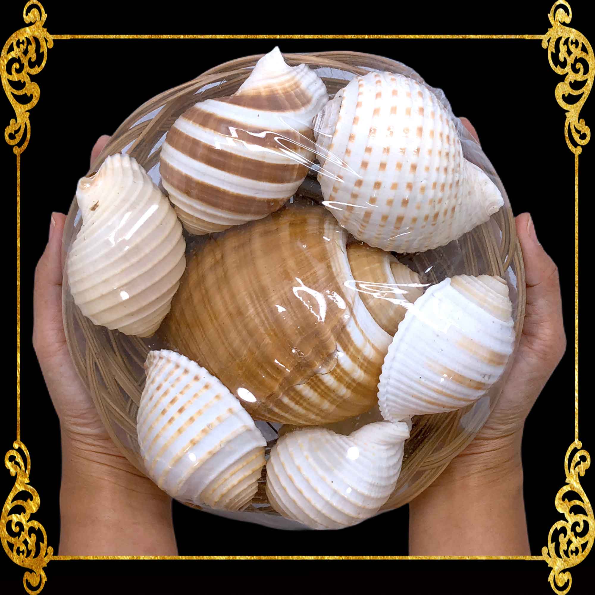 Beach Mixed Tun Sea Shells | Shell Crafts | Aquarium Decor | 8 Inches ...