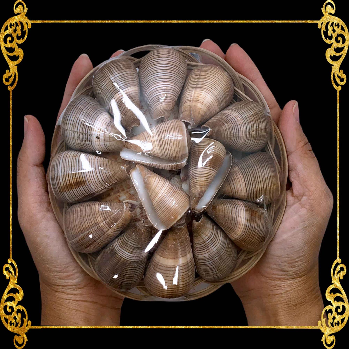 Beach Mixed Conus Figulinus Seashells | Shell Crafts | Aquarium Decor | 6 Inches