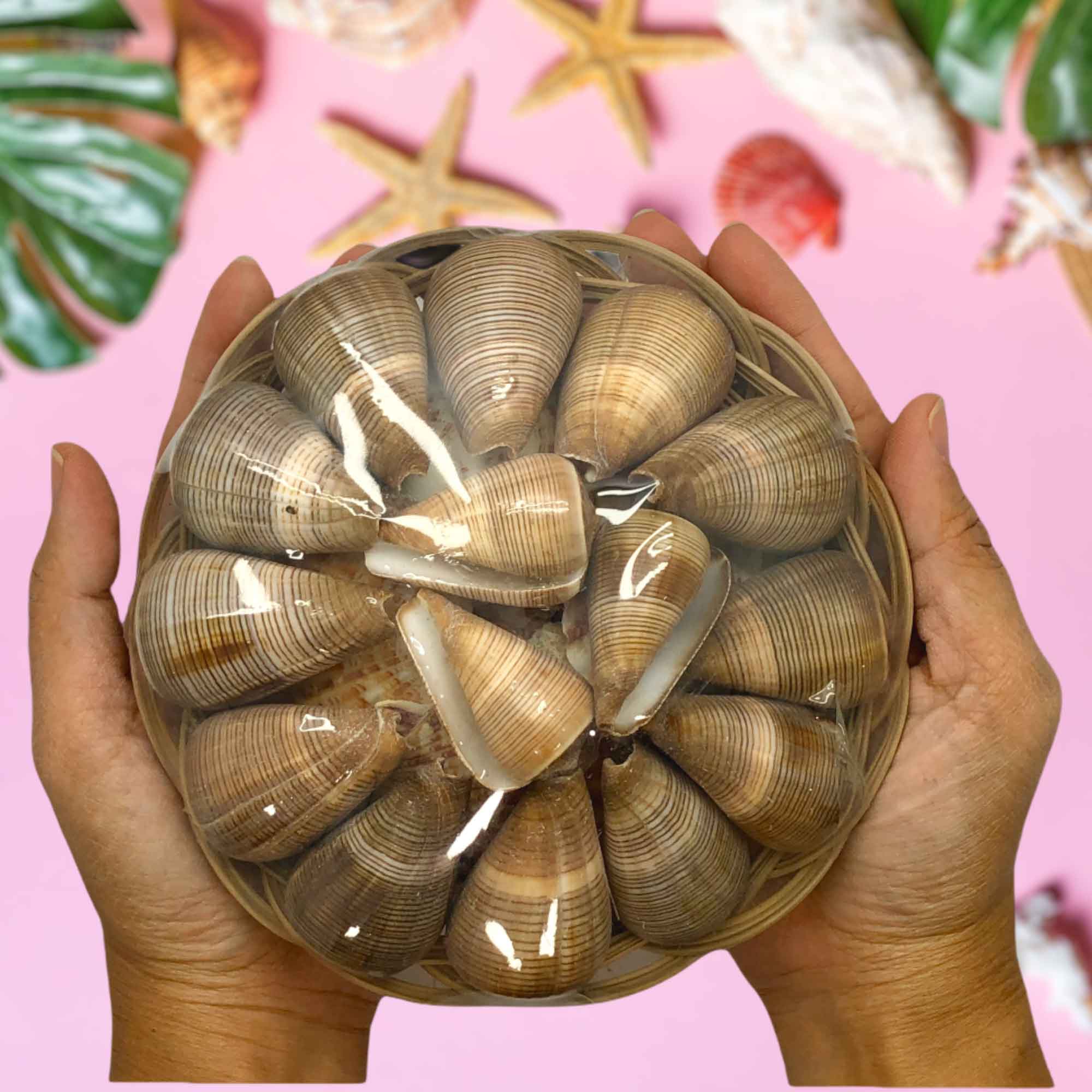 A closer look at Seashell Decorations In Aquariums