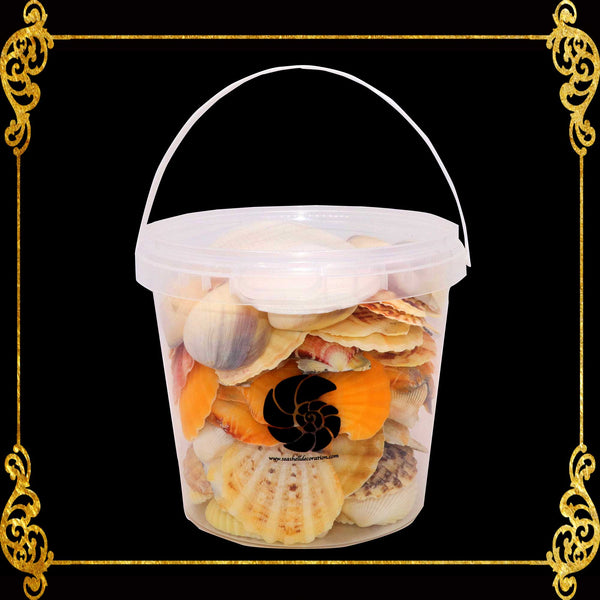 Beach Mixed Seashells Bucket | Shell Crafts | Aquarium Decor | Garden Ornament
