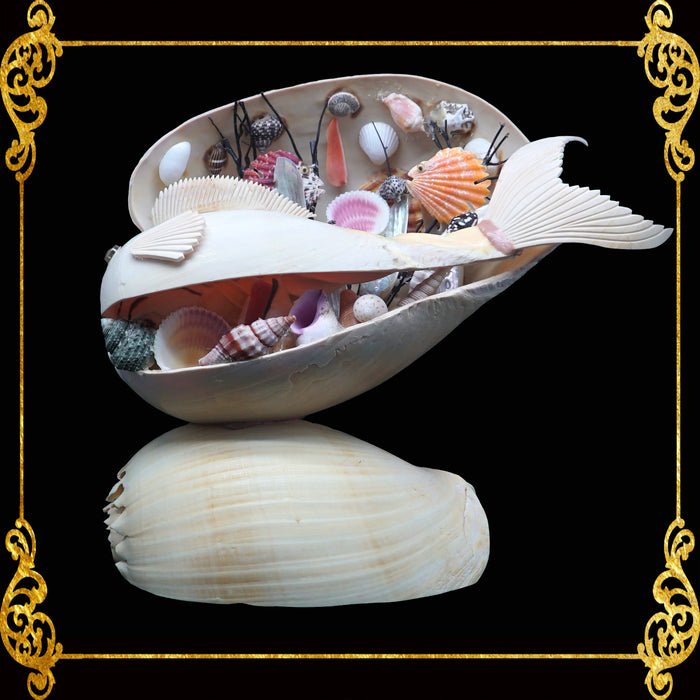 Melo Shell Aquarium Lamp