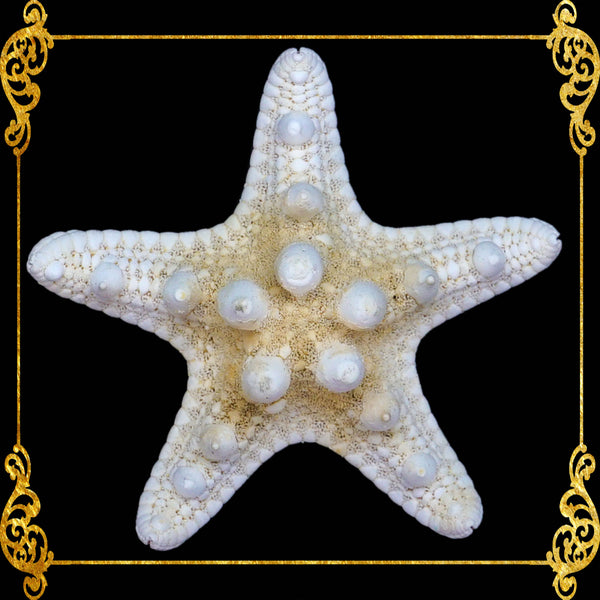 Starfish | Bukol | Armoured Starfish | White | 9 - 10 Inches