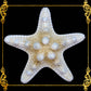 Starfish | Bukol | Armoured Starfish | White | 5 - 6.9 Inches