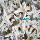 Starfish | Bukol | Armoured Starfish | White | 9 - 10 Inches
