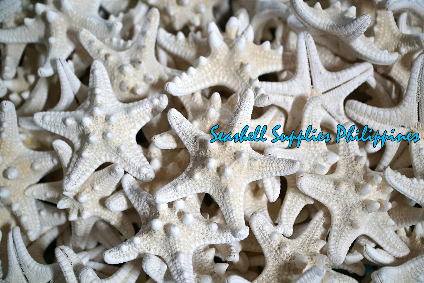 Starfish | Bukol | Armoured Starfish | White | 9 - 10 Inches