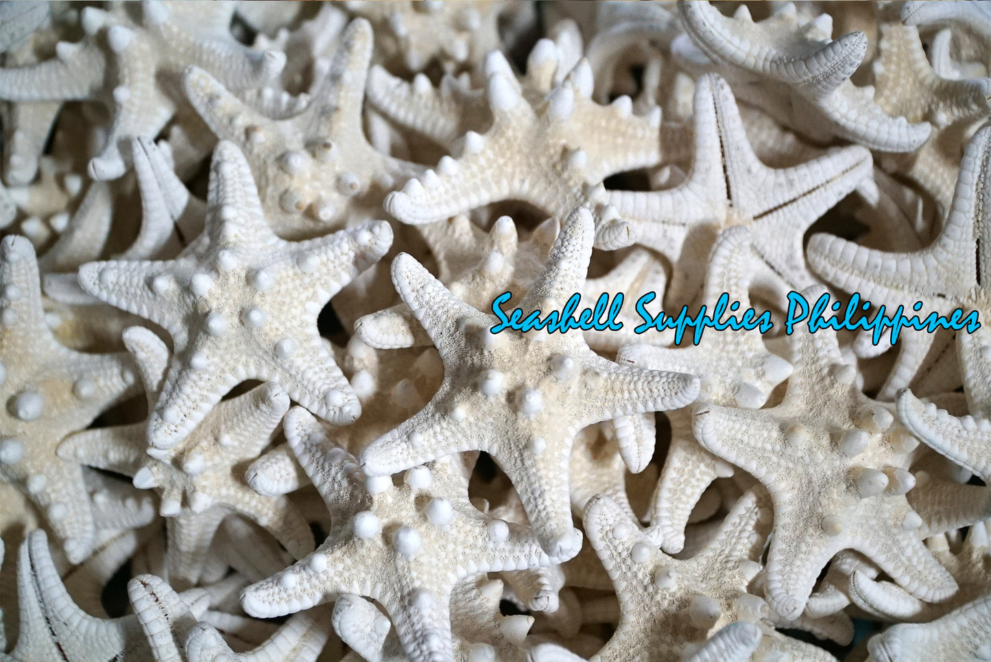 Starfish | Bukol | Armoured Starfish | White | 7 - 8.9 Inches