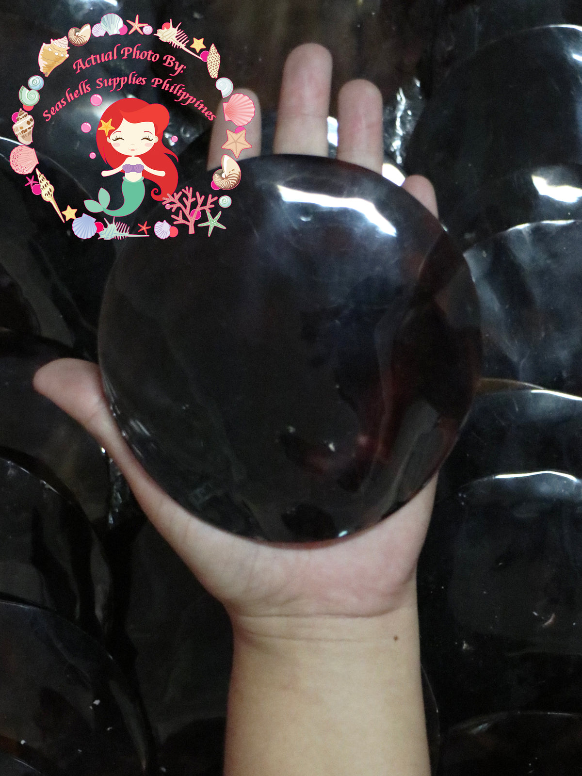 black-maroon-indo-pacific-pen-shell-polished-round-5-Inches