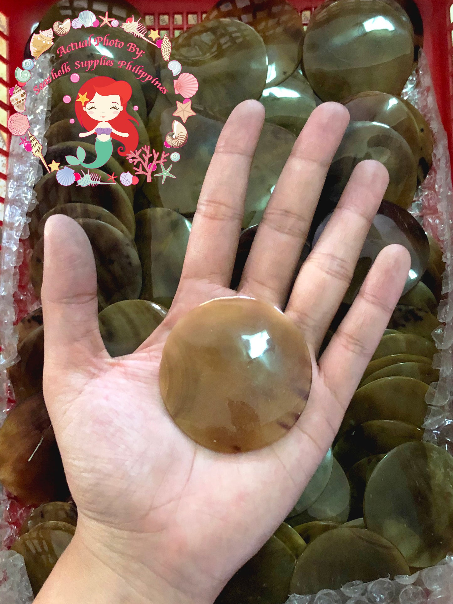 Brown Maroon | Round | Stiff Pen Shell | 2 inches