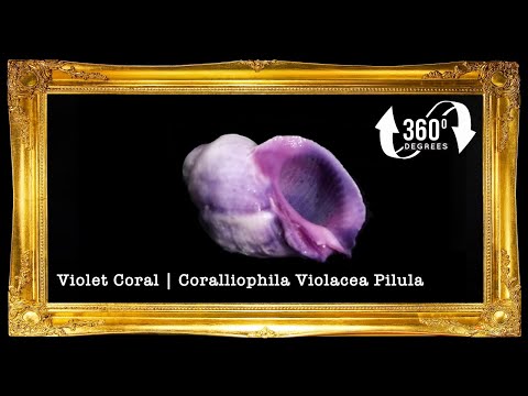Cebu Beauty | Violet Coral Shell | Coralliophila Violacea