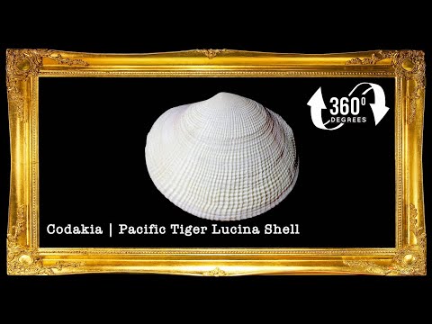 Codakia | Tiger Lucine | Codakia Tigerina