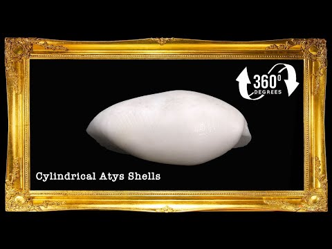 Bubbles | Cylindrical Atys | Atys Cylindricus