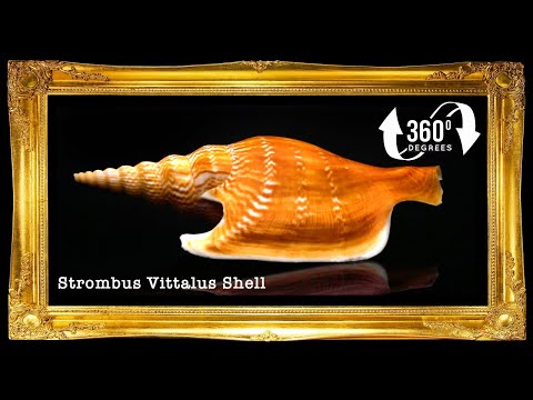 Bulagsik | Vitate Conch | Vitate conus Species
