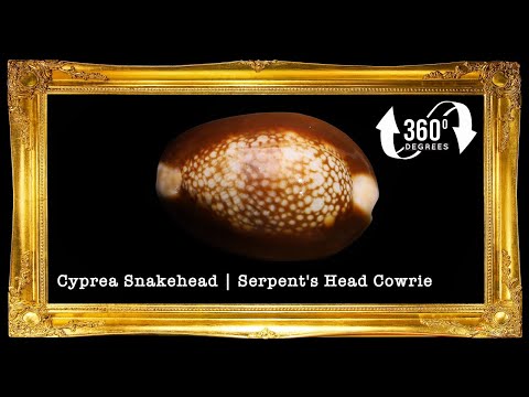 1 Kilo | Sigay | Serpent's Head Cowrie | Seashells | Sea shells