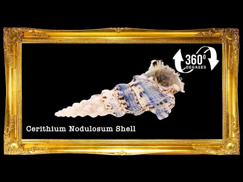 Nodulossum | Giant Knobbed Cerith | Cerithium nodulosum var. gigantea