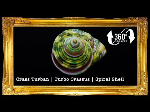 1 Kilo | Turbo Silver | Crass Turban | Natural | Seashells | Sea shells