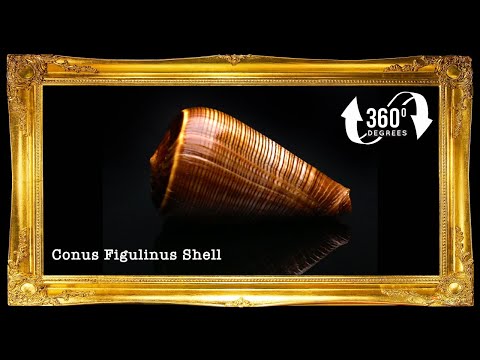 Conus | Fig Cone Shell | Conus Figulinus