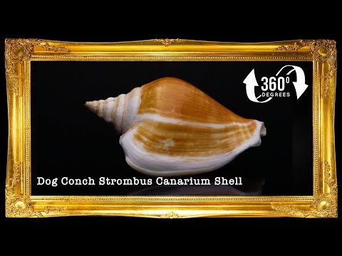 Canarium | Urceus Conch | Canarium Urceus (Large)