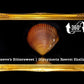 1 Kilo | Brown Cockles | Reeve's Bittersweet | Seashells | Sea shells